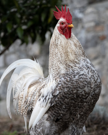A domestic rooster in the farm, animal portraitsの写真素材