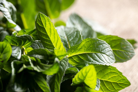 Freshly picked mint, aromatic herbs on the tableの写真素材