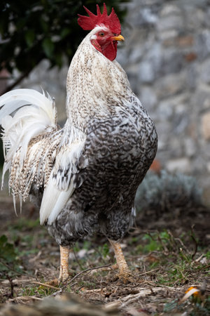 A domestic rooster in the farm, animal portraitsの写真素材