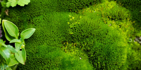 Green moss natural background, space for text, natural themes in green color in minimal style