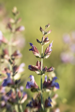Minimal nature background with movement effect. Wildflower and space for text.の写真素材