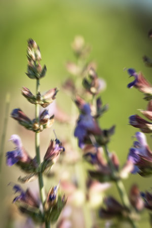 Minimal nature background with movement effect. Wildflower and space for text.の写真素材