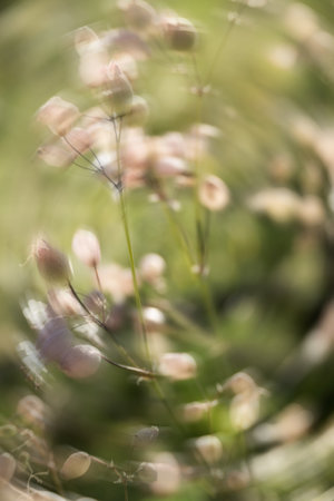 Minimal nature background with movement effect. Wildflower and space for text.の写真素材
