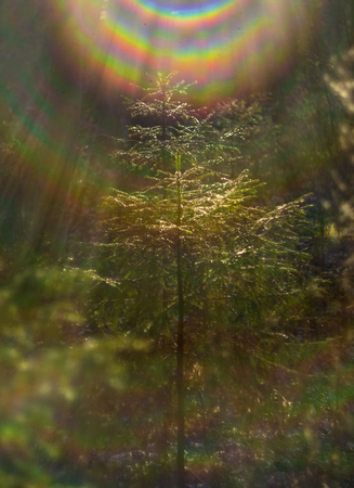 A small Christmas tree shines in the sun in the forestの写真素材