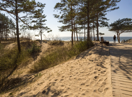 Pine trees in a park on the sandy beach of the Baltic Sea in Palanga, Lithuaniaの写真素材