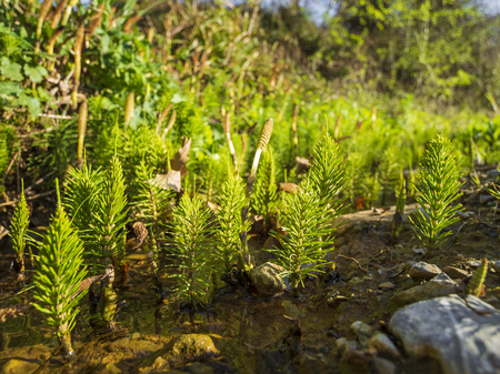 Blooming green horsetail Equisetum in the spring in Greeceの写真素材