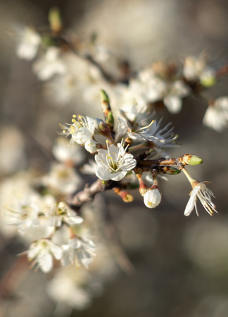 Flowering thorn bush (blackthorn, prunus spinosa)の写真素材