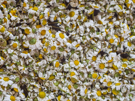 First spring flowers - matt flowersの写真素材