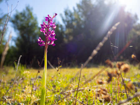 Wild orchid flower in the sun in spring in a meadow in Greece