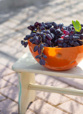 Picking black Moldovan grapes for wine on a Sunny day in Greeceの写真素材