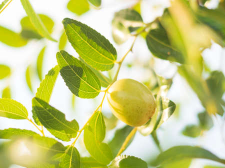 Simmondsia chinensis - jojoba - immature pilaf on a tree on a Sunny dayの写真素材