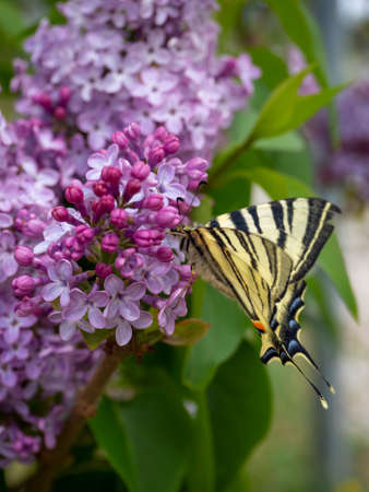 Methana, Peloponnese, Greece. June 2021: A small shop selling fruits and products and a female seller on the street of a resort town in Greece on a summer dayの写真素材