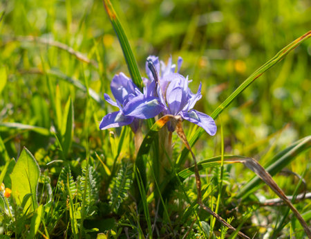 Wild purple irises in green grass in a clearing in a forest in Greeceの写真素材