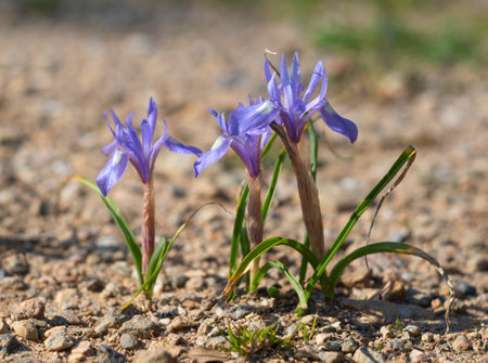 Wild purple irises in green grass in a clearing in a forest in Greece