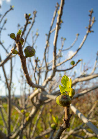 Ripe and maturing wild figs Ficus carica on a tree branch among green leaves in Greeceの写真素材