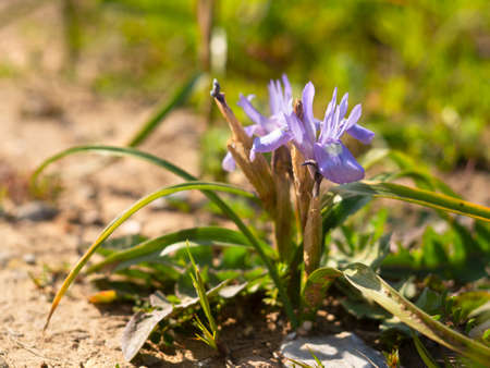 Wild purple irises in a clearing in a forest in Greece