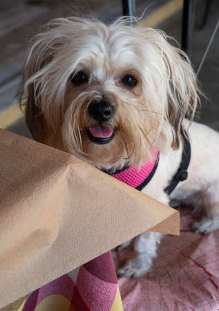 Cute dog looking at the camera in a paper bag.の写真素材