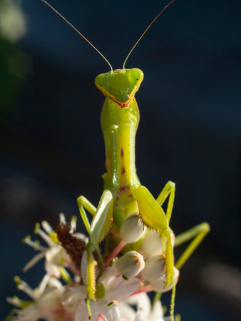 Praying Mantis - Praying Mantis religiosaの写真素材