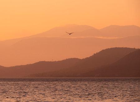 Silhouette of a seagull flying over the sea at sunsetの写真素材