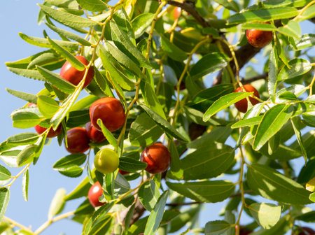 Jujube fruits on a tree in the garden. Close upの写真素材