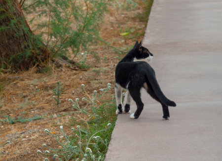 Black and white stray cat walking on the street. Selective focus.の写真素材