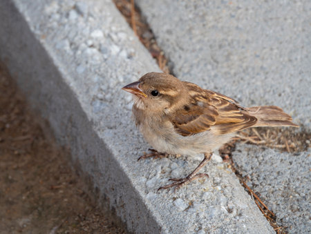 Sparrow sitting on the ground in the city. Close up.の写真素材
