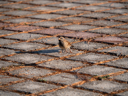 Sparrow on the cobblestone pavement. Selective focus.の写真素材