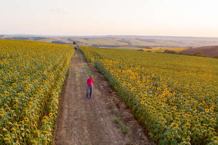 Sunflower is a yellow-flowered agricultural plant grown for its seeds and oil from the daisy family....