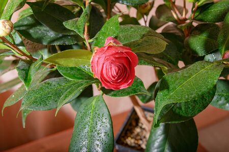 Blossoming red camellia flower, framed by green, dense leaves in drops of water.の写真素材