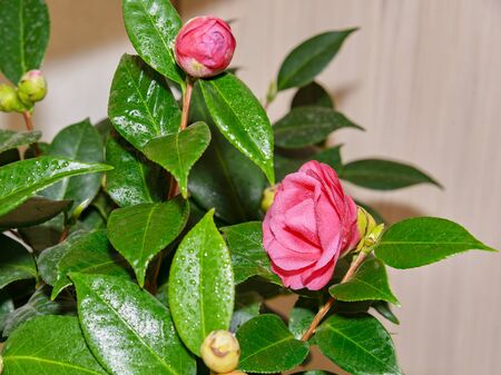 A blooming red camellia flower framed by green leaves.の写真素材