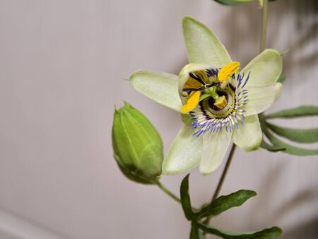 Escape with a flower and a bud of passionflower, a plant with carved leaves on a light background.の写真素材