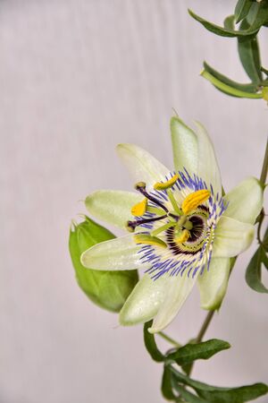 Escape with a flower and a bud of passionflower on a light background.の写真素材