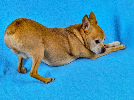 Dog toy-teyer grimaces on a blue background.の写真素材