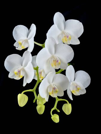 Blooming phalaenopsis orchid is white with dense leaves in a pot.の写真素材