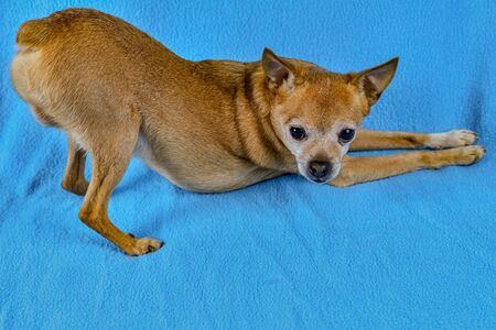 Dog toy-teyer grimaces on a blue background.の写真素材