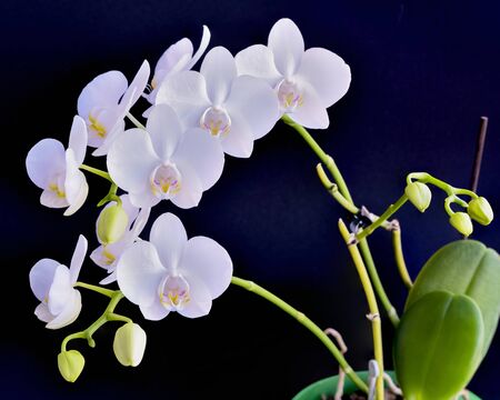 Blooming phalaenopsis orchid is white with dense leaves in a pot.の写真素材