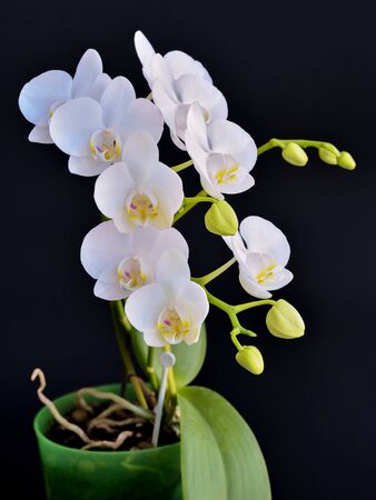 Blooming phalaenopsis orchid is white with dense leaves in a pot.の写真素材