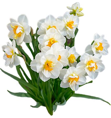 Growing a green bush bouquet of white daffodils with a yellow middle.の写真素材