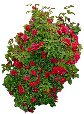 The bush is a woven red rose with green leaves.の写真素材
