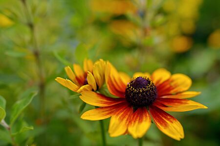 Blossomed flower with yellow-red petals and purple middle.の写真素材