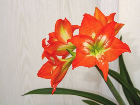 Hippeastrum is an amazing bulbous plant, bright, red and orange with a white-green core, blossomed in four large flowers on a thick green stem with dense narrow leaves.の写真素材