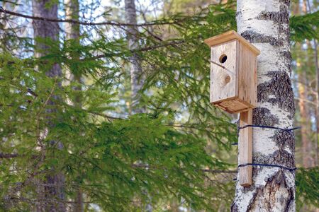 A homemade birdhouse hangs on a tree in a coniferous forest in the spring.の写真素材