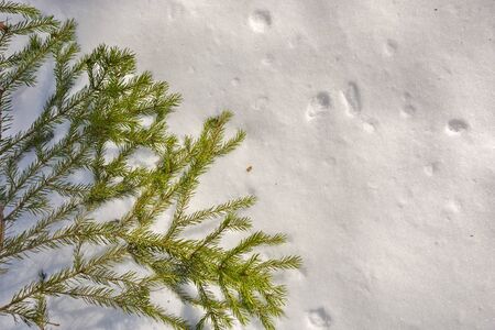 The green branch of the spruce lies on white snow.の写真素材