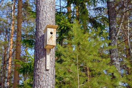A homemade birdhouse hangs from a tree in a coniferous forest on a sunny day.の写真素材