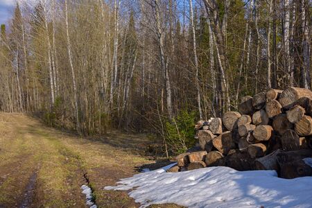 Round sawn firewood in the snow near a forest road.の写真素材
