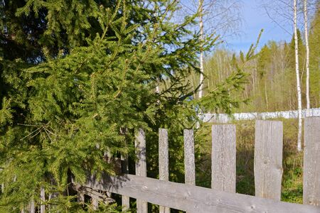 Green spruce branches and gray old wooden fence with cracks on a sunny day.の写真素材