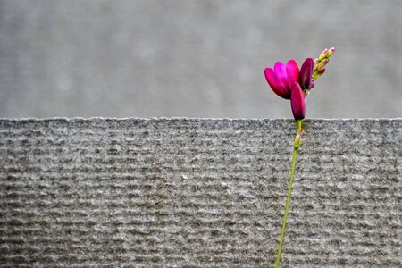Bright pink flower on a gray background on the verge of dividing.