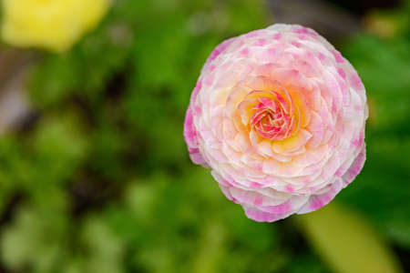 Openwork petals of a white-pink ranunculus flower on a blurred background with green spots of leaves and grass.の写真素材