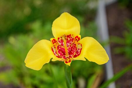 Delicate petals of a yellow Tigridia flower with red spots in the form of spots of a panther skin on a blurred background with green spots of leaves and grass.の写真素材