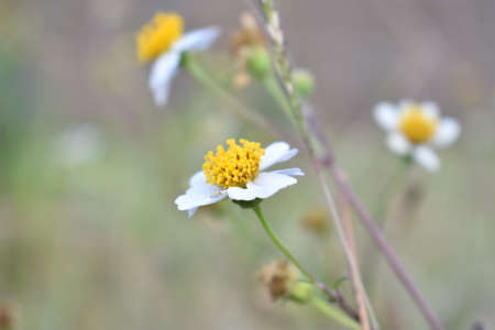A wild daisy flowerの写真素材
